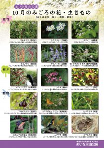 %e3%83%81%e3%83%a9%e3%82%b7_a4_%e7%b8%a6_%e8%a6%8b%e3%81%94%e3%82%8d%e3%81%ae%e8%8a%b1_10%e6%9c%88_l