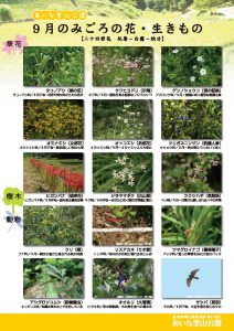 チラシ_A4_縦_見ごろの花_9月