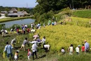 as-150927稲刈り（学半舎・シニア塾） (25-2)