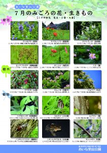 H28_7見ごろの花・生きもの
